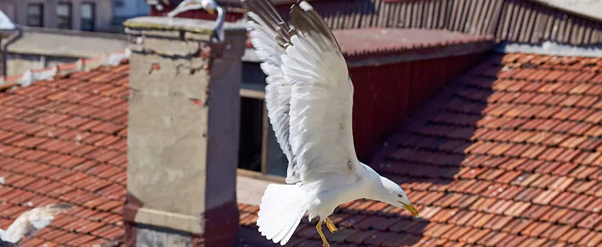 Residential Chimney Animal Removal Solution in Urbana, IL